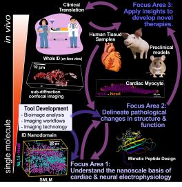 Sai - Nanocardiology Lab Overview